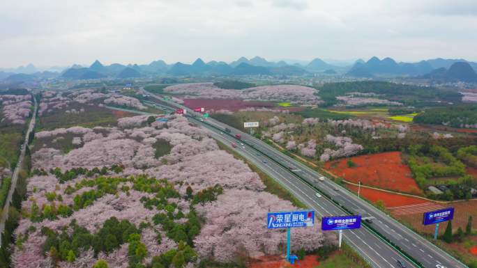 贵州平坝樱花园樱花高速公路