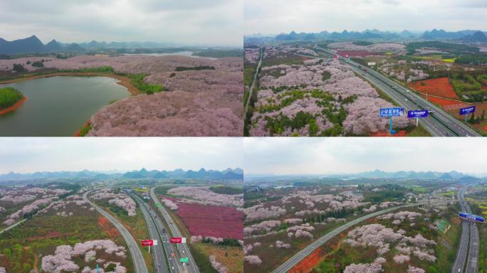 贵州平坝樱花园樱花高速公路