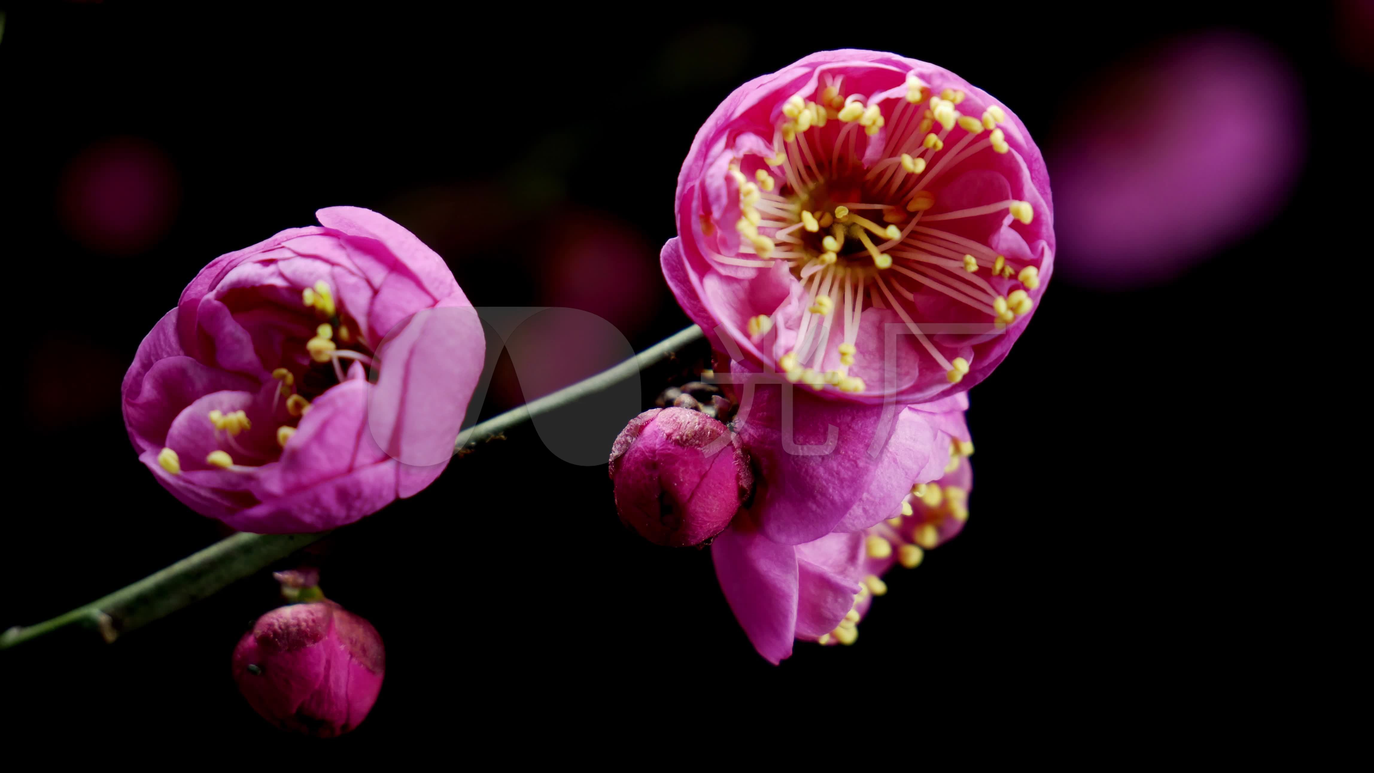 春季唯美粉色梅花自然风景摄影图高清摄影大图-千库网