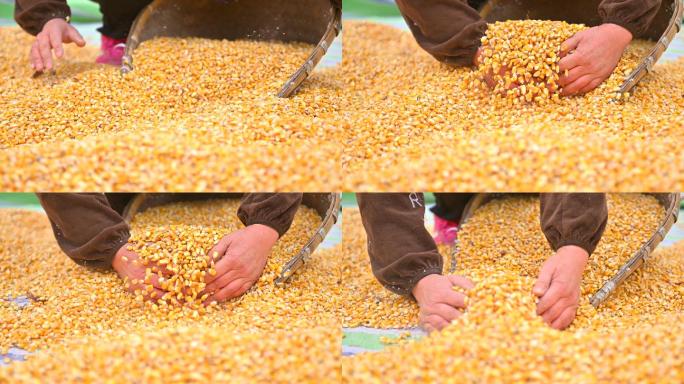 农民晒玉米用手刨玉米到撮箕里装口袋里