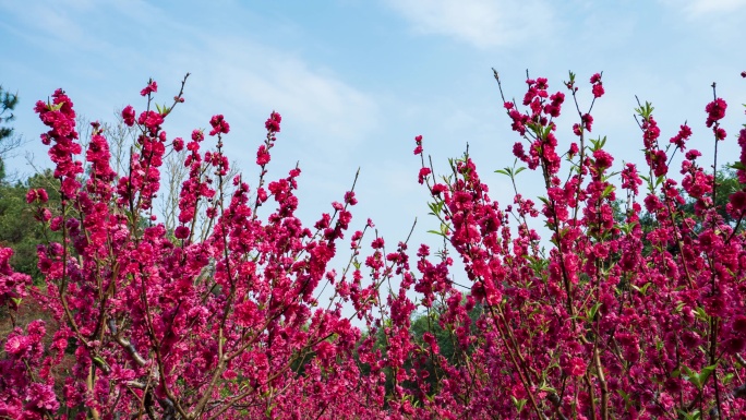 南宁青秀山桃花岛满树桃花