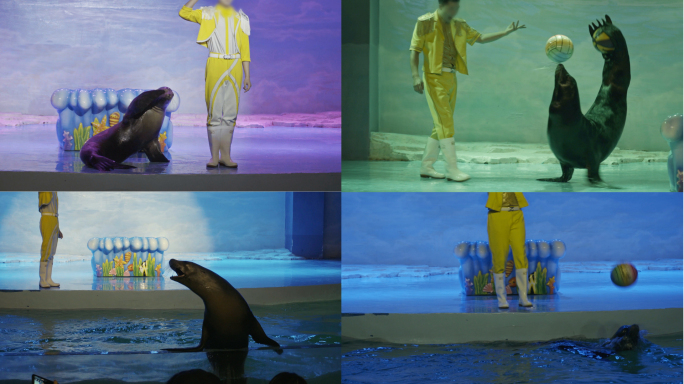 海洋馆海狮互动表演原声4k