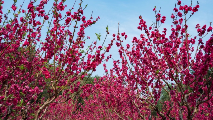 南宁青秀山桃花岛满树桃花