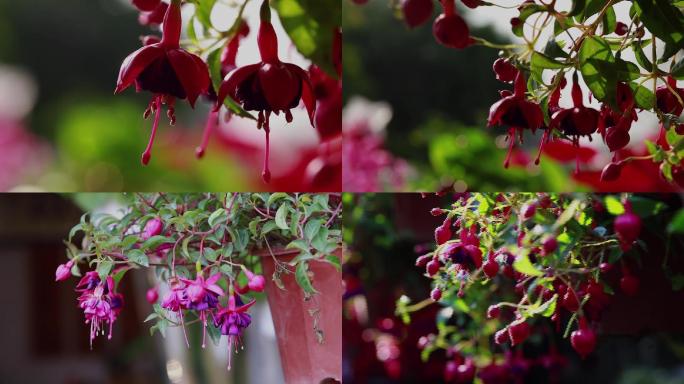 灯笼花倒挂金钟花吊钟海棠花盘景视频