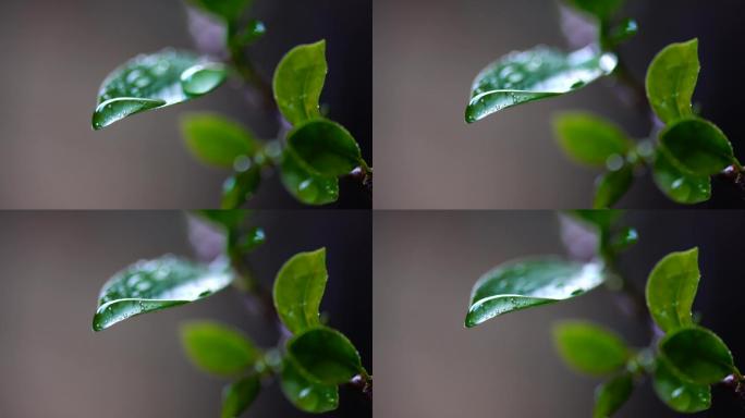 春天绿叶水珠实拍素材-2