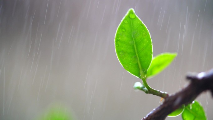 春天绿叶雨水实拍升格素材-3