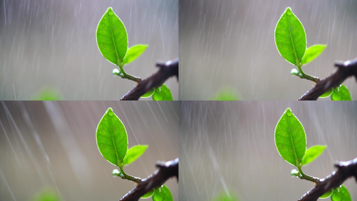 春天绿叶雨水实拍升格素材-3