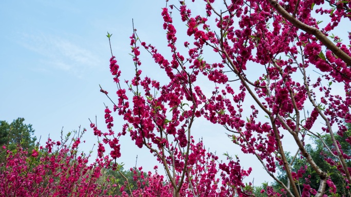 南宁青秀山桃花岛满树桃花