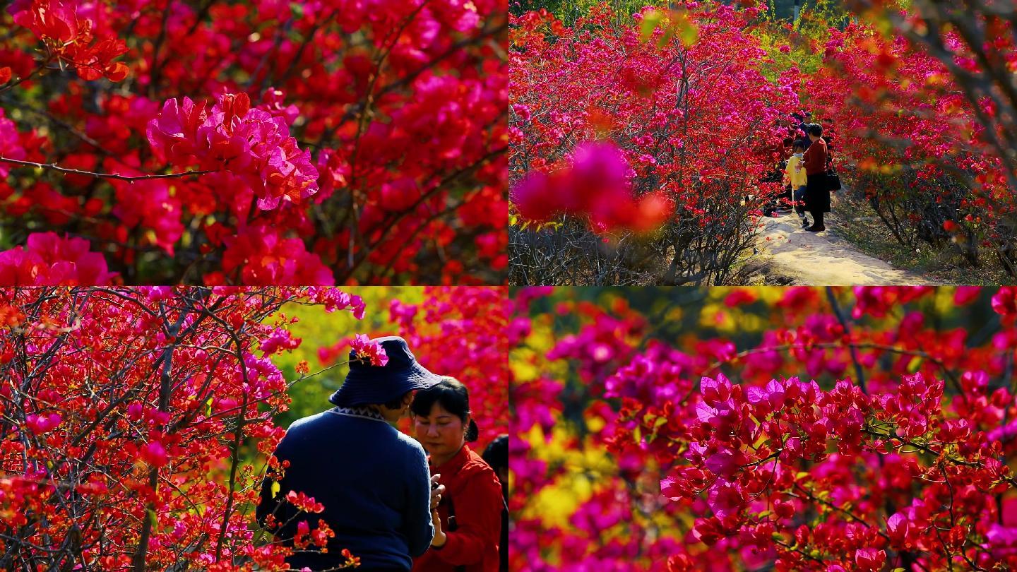 春天唯美杜鹃花