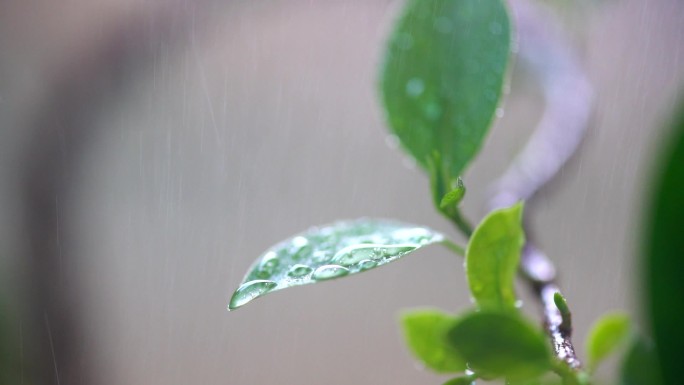 春天绿叶雨水实拍升格素材-8