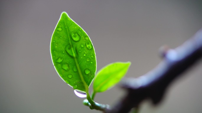 春天绿叶雨水实拍升格素材-7