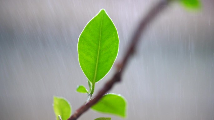 春天绿叶雨水实拍升格素材-4