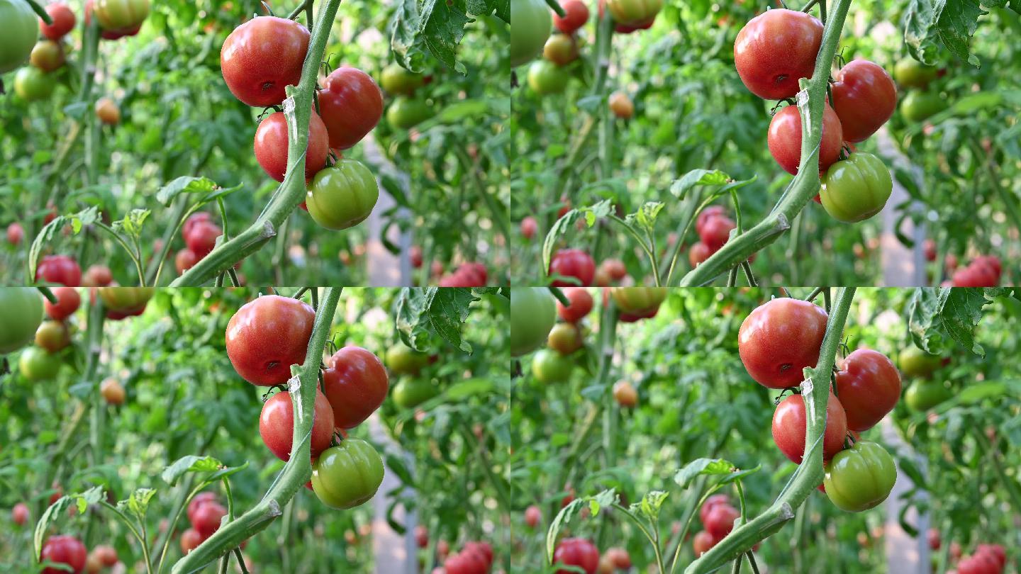 大棚西红柿2