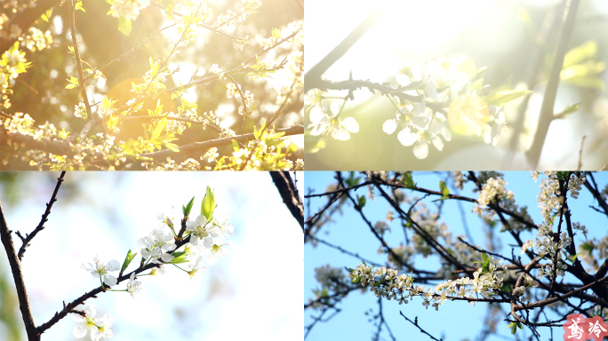 春天春分立春—逆光下的梨花盛开