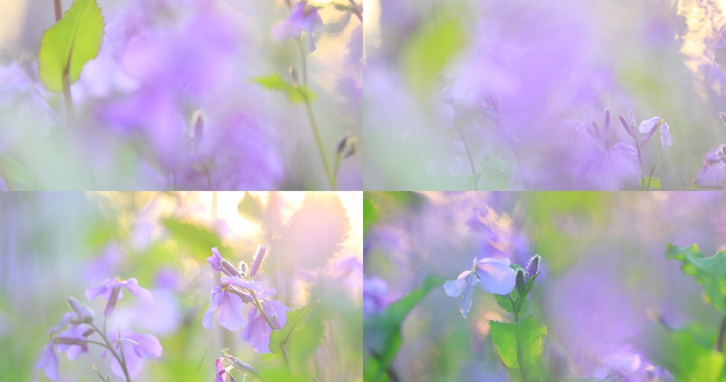 4k春天逆光唯美紫色花（诸葛花）
