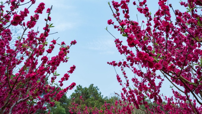 南宁青秀山桃花岛满树桃花