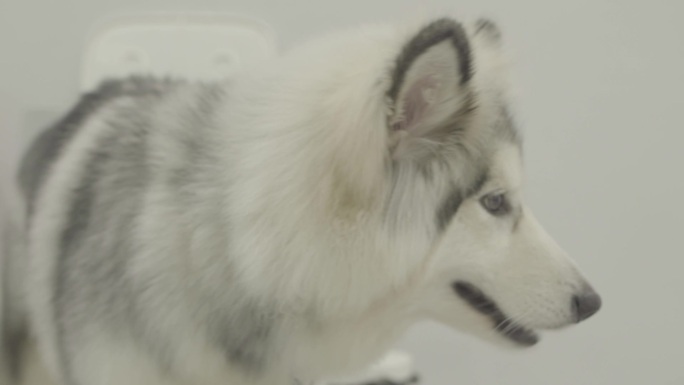 可爱狗狗实拍阿拉斯加视频素材