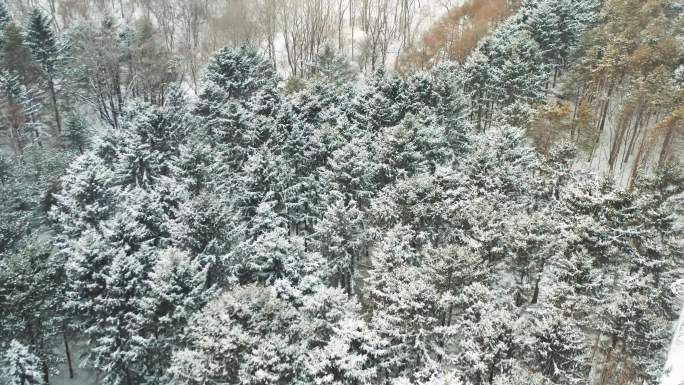 4K城市森林雪景