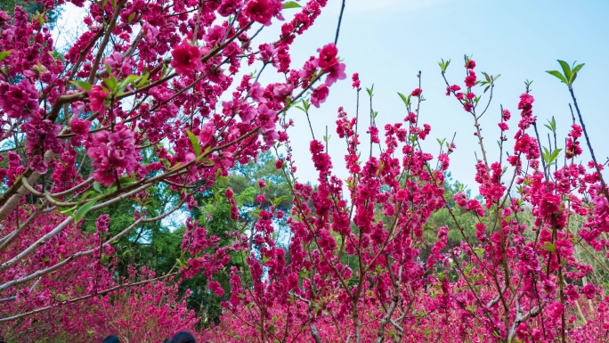 南宁青秀山桃花岛满树桃花