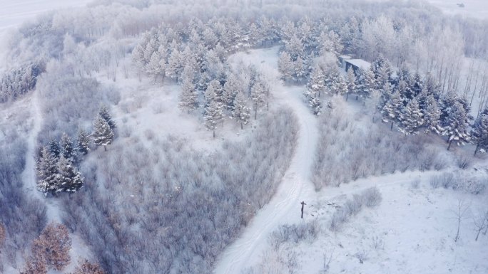 实拍冬季白雪树林森林