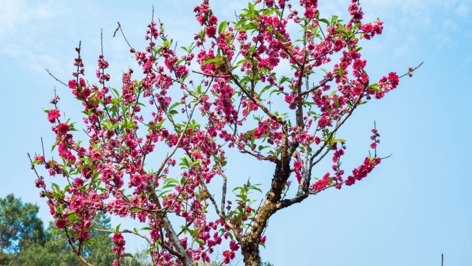 南宁青秀山桃花岛满树桃花