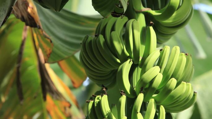 香蕉成熟收获采摘装车