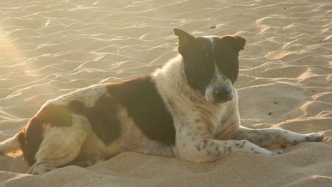 沙滩上流浪狗