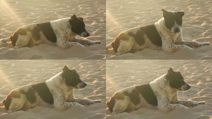 沙滩上流浪狗