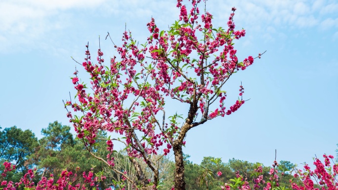 南宁青秀山桃花岛满树桃花