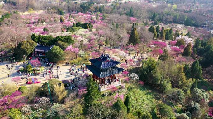 南京梅花山4K超清航拍延时素材