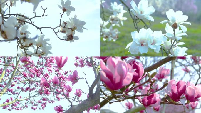 【4K视频】春天玉兰花盛开