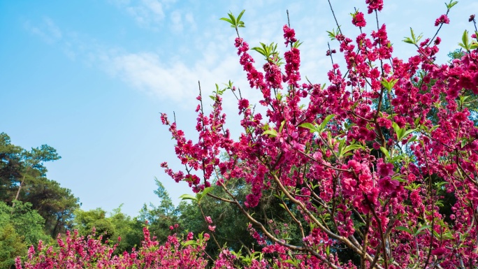 南宁青秀山桃花岛满树桃花