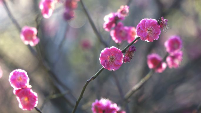 4K春天盛开的红梅花特写