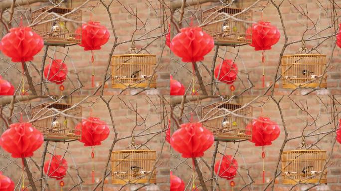 鸟笼里的小鸟树枝上的红灯笼