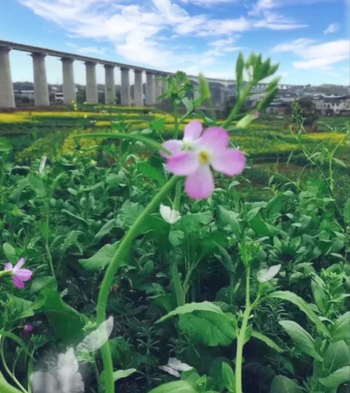 蝶恋花