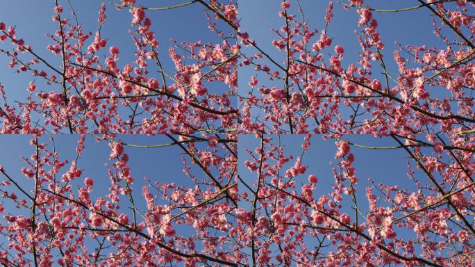 4K低视角春天盛开的红梅花旋转镜头