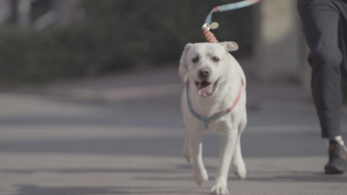 温馨狗狗拉布拉多跑步实拍视频素材
