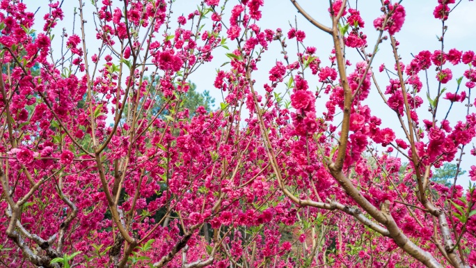 南宁青秀山桃花岛满树桃花