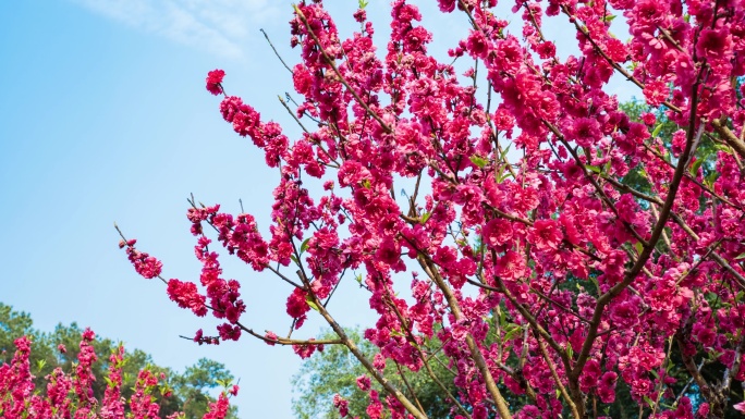 南宁青秀山桃花岛满树桃花