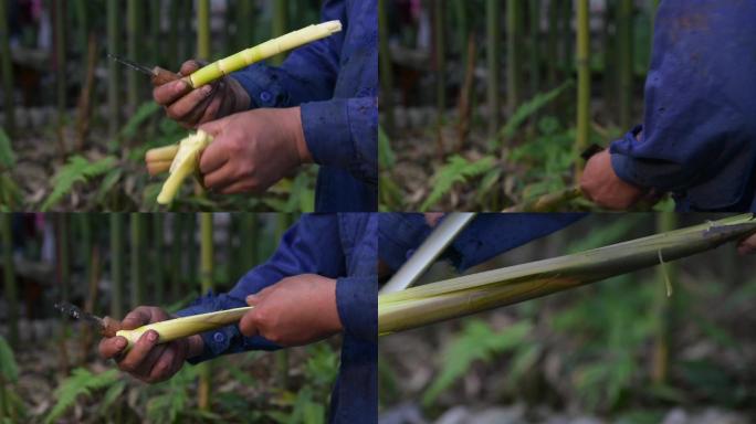 山珍食材采竹笋削竹笋