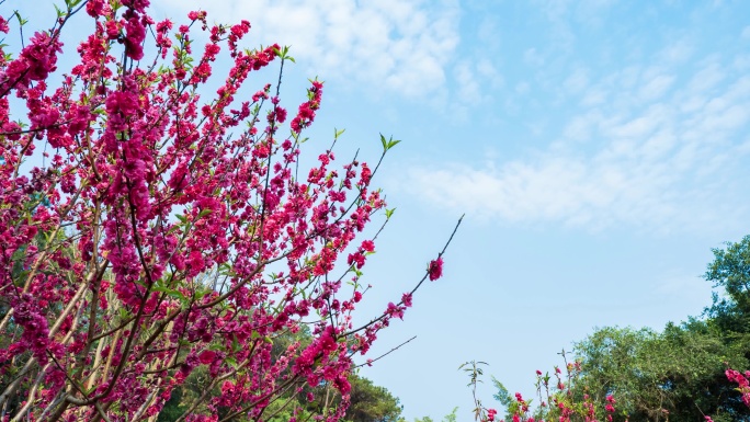 南宁青秀山桃花岛满树桃花