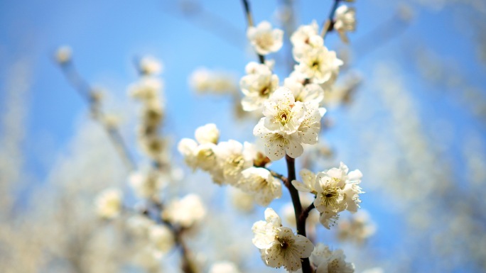 梅花实拍素材