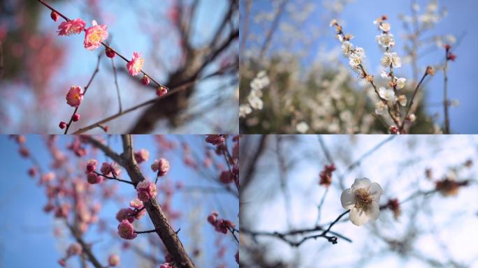 梅花实拍素材