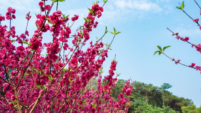 南宁青秀山桃花岛满树桃花