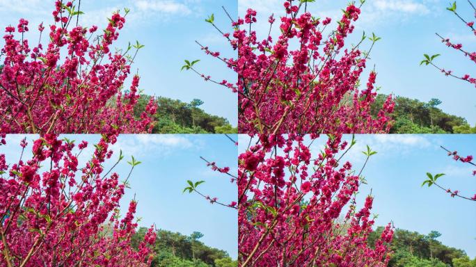 南宁青秀山桃花岛满树桃花