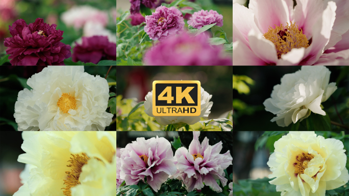 【4K】牡丹实拍，牡丹园，洛阳牡丹