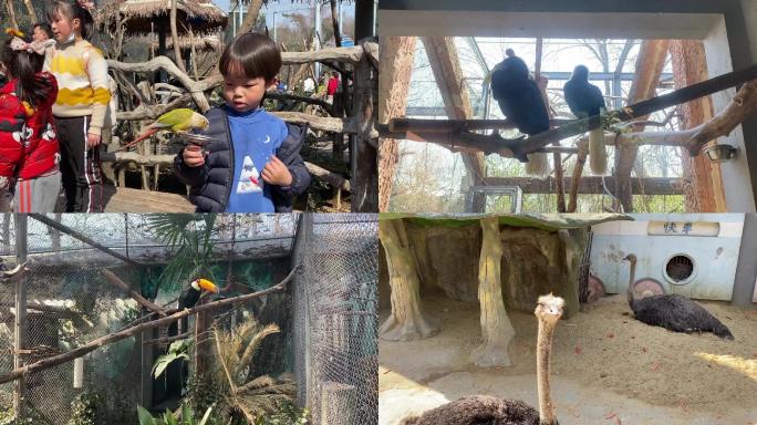 南京红山动物园大熊猫鹦鹉人群
