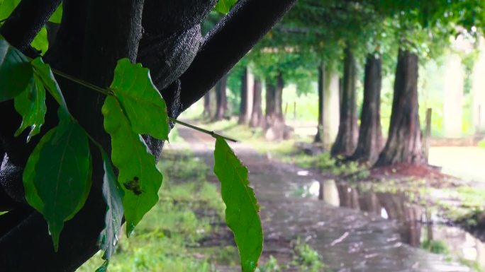 江南水乡雨后林间小道