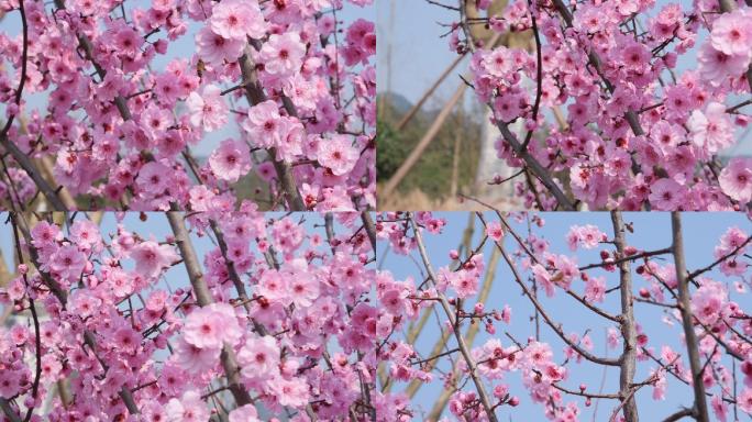春天桃花公园蜜蜂采蜜高速