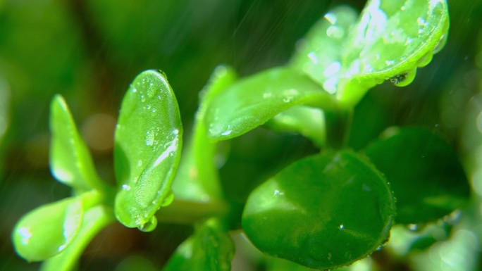 4K下雨特写